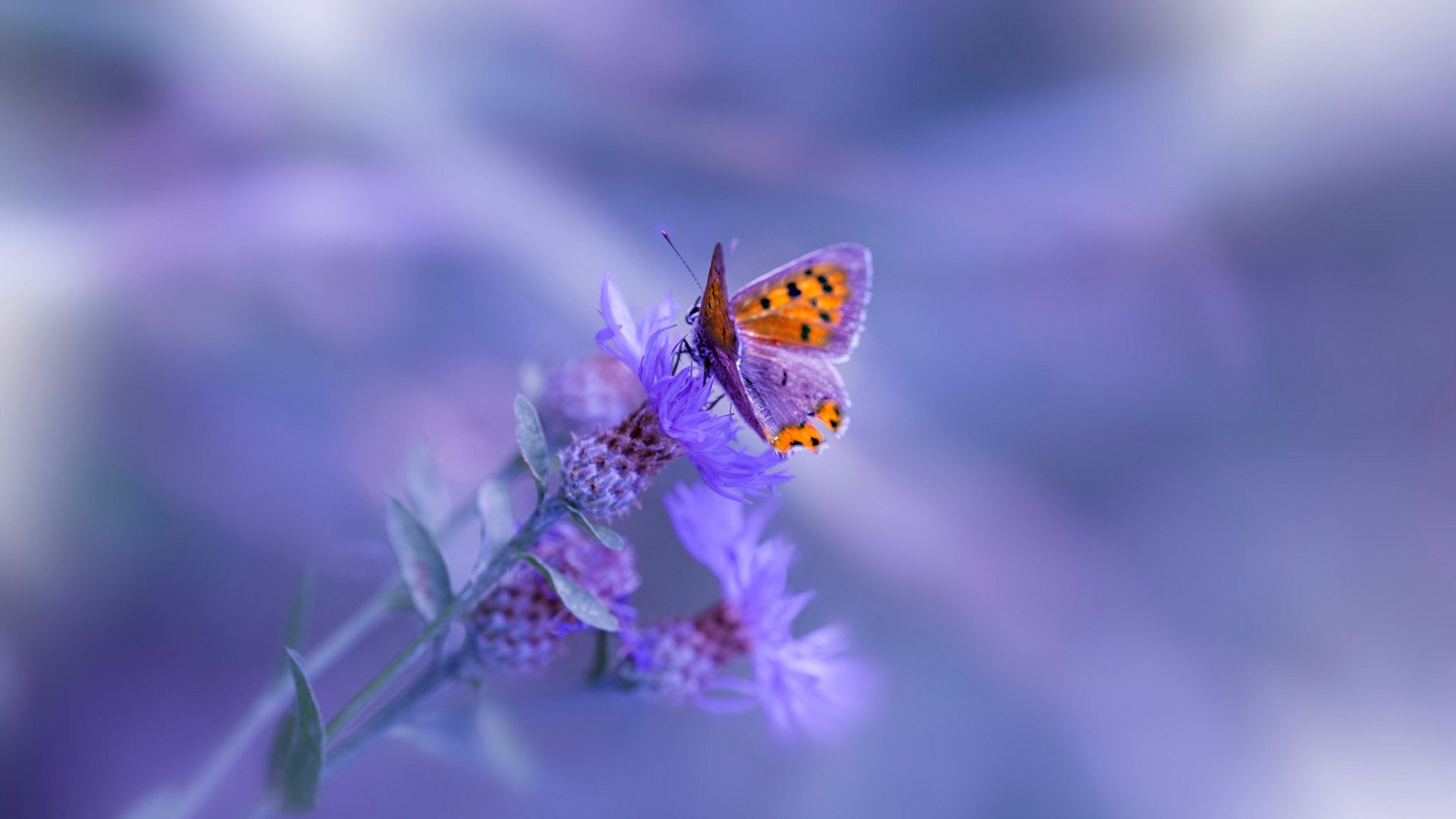 九游下载官网-今年联盟的“助攻王”都有哪些“神级传球”瞬间？，nba助攻王是总数还是场均