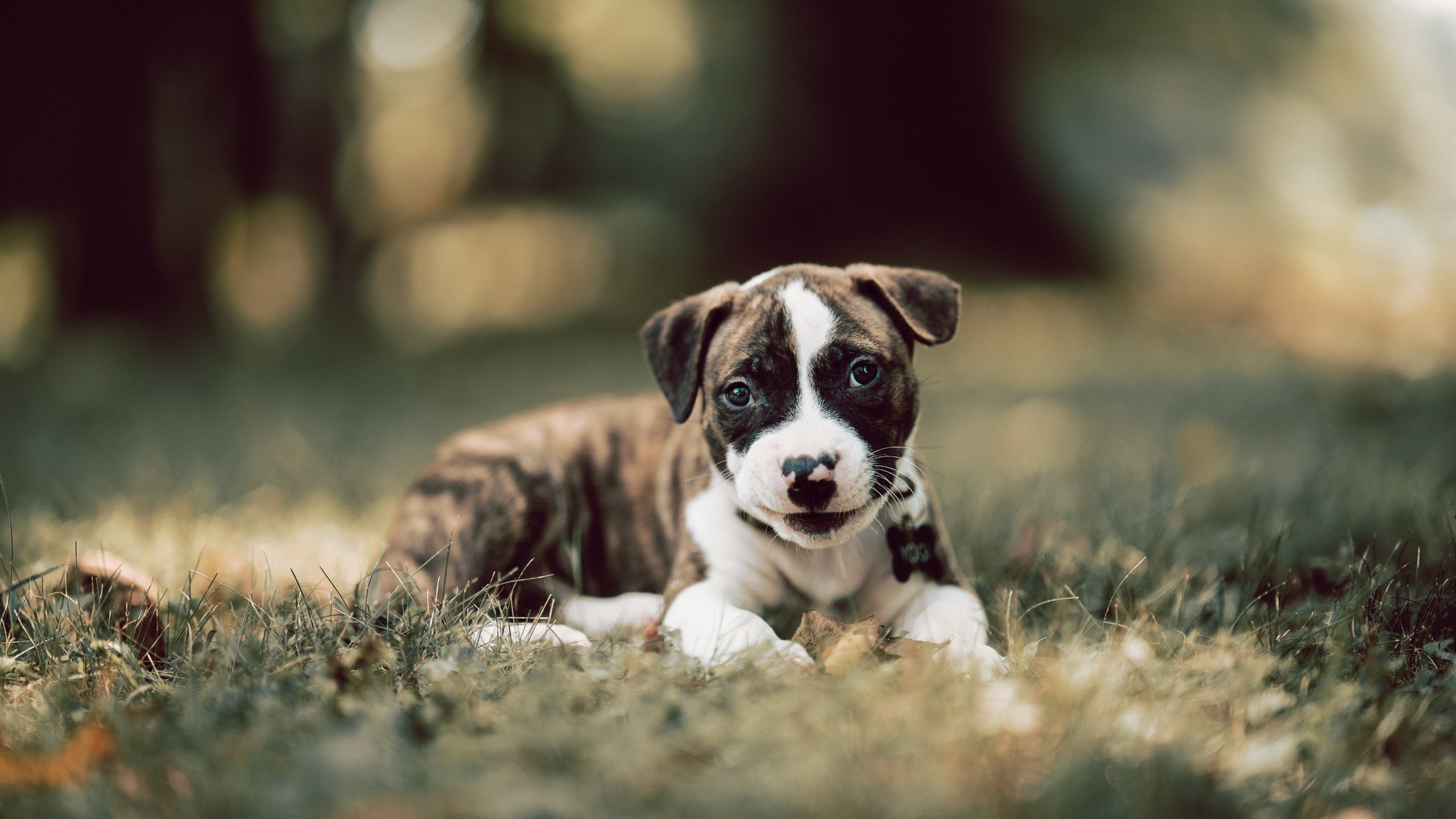 库里：三分球技术的创新发展史，库里三分球教学视频